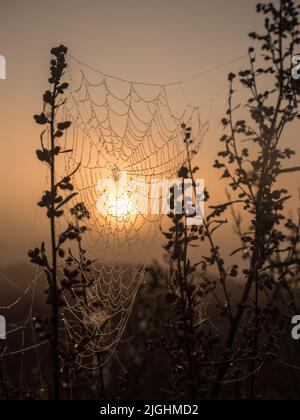 Spinnennetz mit Tau während des nebligen Morgens beim Sonnenaufgang auf der Wiese. Polen Stockfoto