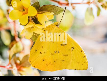 Eine Nahaufnahme von gelbem, orangefarbenem Schwefel auf gelben Blüten Stockfoto