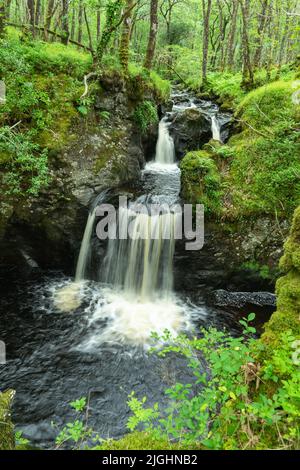 Wasserfall in Wood of Cree, in der Nähe von Newton Stewart in Dumfries & Galloway Stockfoto