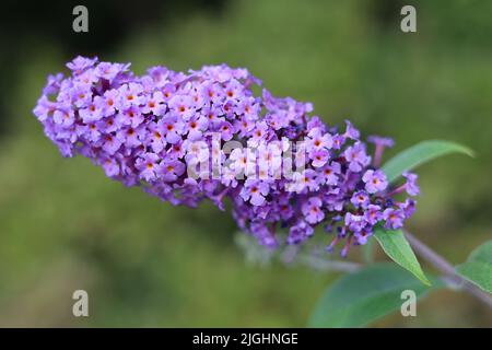 Eine selektive Fokusaufnahme von purpurnen Buddleia-Blüten Stockfoto