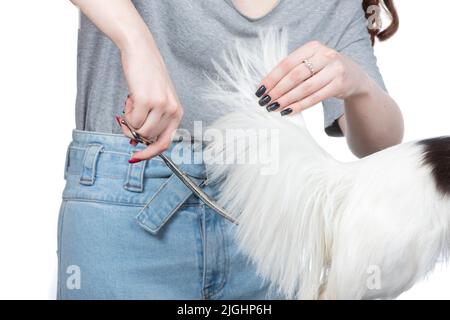 Pistenraupe schneidet den Schwanz des Hundes. Stockfoto