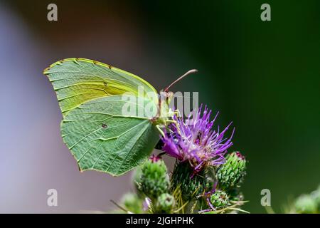 Gonepteryx cleopatra oder cleopatra ist eine Art von Lepidoptera aus der Familie der Pieridae. Stockfoto