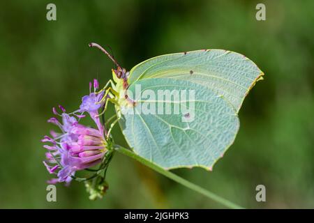 Gonepteryx cleopatra oder cleopatra ist eine Art von Lepidoptera aus der Familie der Pieridae. Stockfoto