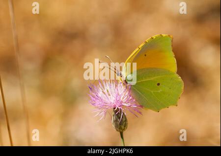 Gonepteryx cleopatra oder cleopatra ist eine Art von Lepidoptera aus der Familie der Pieridae. Stockfoto