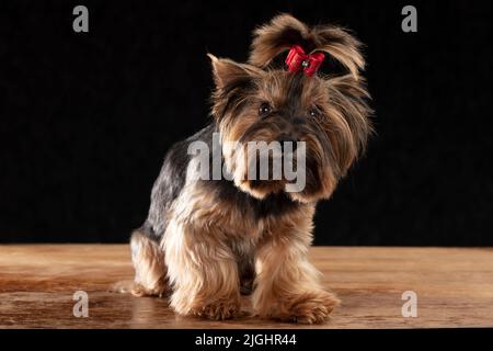 Yorkie Terrier im Studio auf schwarzem Hintergrund. Charmanter Hund mit einem schönen Pedigree-Mantel und einer roten Schleife. Stockfoto