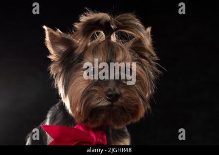 Yorkie Terrier im Studio auf schwarzem Hintergrund. Charmanter Hund mit einem schönen Pedigree-Mantel und einer roten Schleife. Stockfoto