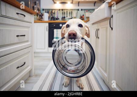 Hungriger Hund mit traurigen Augen wartet in der Küche auf die Fütterung. Der süße labrador Retriever hält zu Hause eine Hundeschale im Mund. Stockfoto