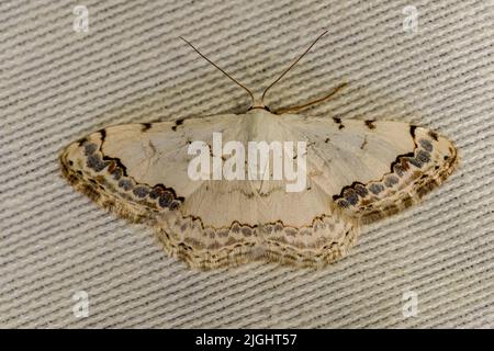 Scopula decorata - ist eine Art der Familie Geometridae. Stockfoto