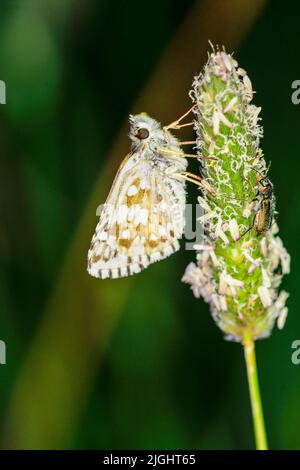 Pyrgus onopordi oder der bigornische Karos stammt aus der Familie Hesperiidae. Stockfoto