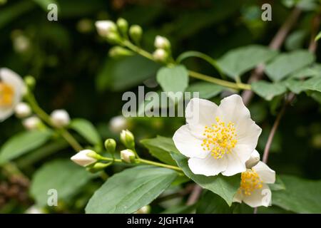 Weiße Jasminblüten in Nahaufnahme auf dem Hintergrund des Laubs. Platz für eine Inschrift. Stockfoto