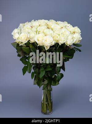 In einer transparenten Glasvase auf grauem Grund steht ein großer Luxus-Strauß aus weißen Rosen. Floristik oder Blumengeschenke Konzept. Alles gute zum Frauentag oder Stockfoto