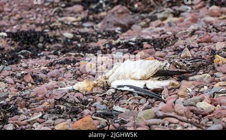 Eine tote Gannet zerfällt an einem felsigen Strand, möglicherweise aufgrund der Vogelgrippe aus der Vogelperspektive, Berwickshire, Schottland, Großbritannien Stockfoto