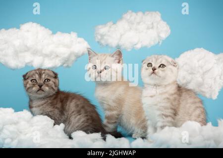 Drei stolze seriöse gestreifte Kätzchen der schottischen Rasse sitzen auf blauem Hintergrund zwischen den Wolken und blicken weg. Haustiere, Tiere und Katzen Konzept. Sel Stockfoto