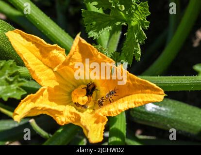 Potsdam, Deutschland. 11.. Juli 2022. Eine Zucchini-Blume, die von Bienen und Hummeln besucht wird, ist zwischen Blättern und Früchten auf einem Feld des Bio-Gemüseanbaues Florahof zu sehen. Auf rund neun Hektar baut der Familienbetrieb im Norden von Potsdam Gemüse und Obst an. Zu den neuen Kulturen gehören Süßkartoffeln, Artischocken, der seltene „Spargelsalat“ und Yakon. Die Produkte werden im Hofladen, auf ausgewählten Märkten, als Abo-Box und für die Top-Gastronomie verkauft. Die Kulturen werden nach strengen Bio-Standards angebaut und geerntet. Quelle: Jens Kalaene/dpa/Alamy Live News Stockfoto