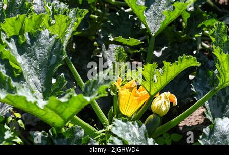 Potsdam, Deutschland. 11.. Juli 2022. Zucchini-Blumen können zwischen Blättern und Früchten auf einem Feld von Bio-Gemüsefarm Florahof gesehen werden. Auf rund neun Hektar baut der Familienbetrieb im Norden von Potsdam Gemüse und Obst an. Zu den neuen Kulturen gehören Süßkartoffeln, Artischocken, der seltene „Spargelsalat“ und Yakon. Die Produkte werden im Hofladen, auf ausgewählten Märkten, als Abo-Box und für die Top-Gastronomie verkauft. Die Kulturen werden nach strengen Bio-Standards angebaut und geerntet. Quelle: Jens Kalaene/dpa/Alamy Live News Stockfoto