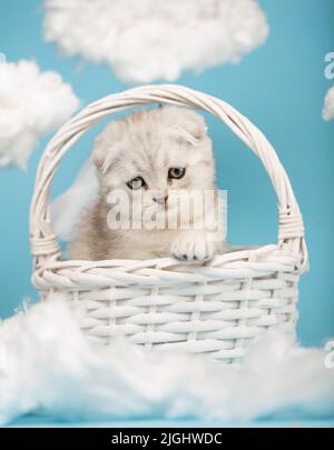 Süßes kleines graues schottisches Kätzchen sitzt in einem weißen Korbkorb mit ausgestreckter Pfote und schaut traurig nach unten.Blauer Hintergrund, Sky installatio Stockfoto