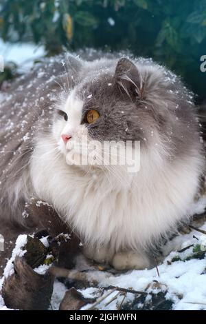 Lustige Kätzchen sind überrascht von dem fallenden Schnee im Winter. Die Katze spaziert zum ersten Mal im Garten während eines Schneefalls. Stockfoto