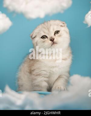 Ein kleines schottisches Kätzchen mit langem Schnurrbart posiert vor der Kamera auf blauem Hintergrund. Gestreifte Katze von heller Farbe mit gelben Augen sitzt in der Stockfoto