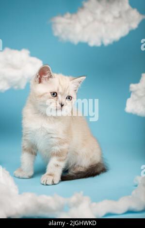 Kleines gestreiftes, zwei Monate altes schottisches, cremefarbenes Kätzchen mit blauen Augen und einem langen Schnurrbart sitzt auf einem blauen Hintergrund zwischen weißen Wolken. Kätzchen-Look Stockfoto