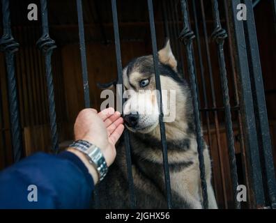 Nahaufnahme einer menschlichen Hand, die kurz davor steht, einen blauäugigen Husky-Hund zu streicheln, der in einem Käfig hinter einem Metallgitter sitzt. Konzept der Entnahme von Tieren aus dem Tierheim. Stockfoto