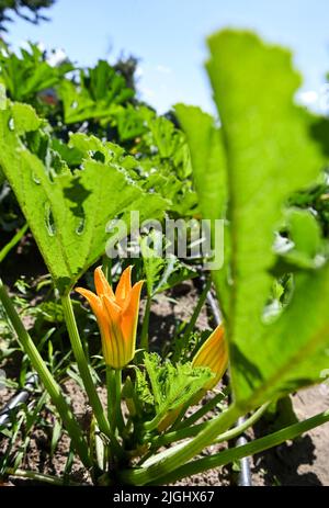 Potsdam, Deutschland. 11.. Juli 2022. Zucchiniblüten können zwischen Blättern und Früchten auf einem Feld aus dem Bio-Gemüseanbau Florahof gesehen werden. Auf rund neun Hektar baut der Familienbetrieb im Norden von Potsdam Gemüse und Obst an. Zu den neuen Kulturen gehören Süßkartoffeln, Artischocken, der seltene „Spargelsalat“ und Yakon. Die Produkte werden im Hofladen, auf ausgewählten Märkten, als Abo-Box und für die Top-Gastronomie verkauft. Die Kulturen werden nach strengen Bio-Standards angebaut und geerntet. Quelle: Jens Kalaene/dpa/Alamy Live News Stockfoto