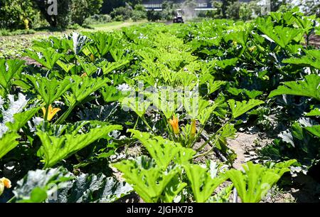 Potsdam, Deutschland. 11.. Juli 2022. Zucchiniblüten können zwischen Blättern und Früchten auf einem Feld aus dem Bio-Gemüseanbau Florahof gesehen werden. Auf rund neun Hektar baut der Familienbetrieb im Norden von Potsdam Gemüse und Obst an. Zu den neuen Kulturen gehören Süßkartoffeln, Artischocken, der seltene „Spargelsalat“ und Yakon. Die Produkte werden im Hofladen, auf ausgewählten Märkten, als Abo-Box und für die Top-Gastronomie verkauft. Die Kulturen werden nach strengen Bio-Standards angebaut und geerntet. Quelle: Jens Kalaene/dpa/Alamy Live News Stockfoto