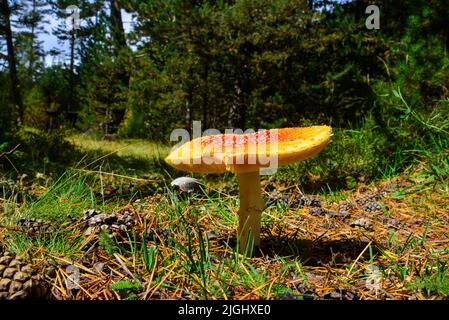 Schöner Wildpilz Amanita auf einer grünen Wiese in einem dichten bunten Wald in den Bergen, Herbstzeit Stockfoto