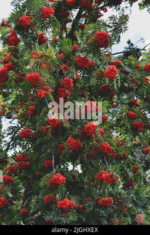 Reife Eberesche Beeren auf einem Baum. Rowan Beeren auf Zweig. Frische Lebensmittel, Gesundheitslebenskonzept Stockfoto