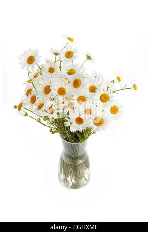 Bouquet von Gänseblümchen oder Chamomiles isoliert auf weißem Hintergrund. Stockfoto