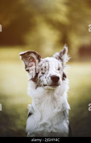 Nahaufnahme des Border Collie Hundes Stockfoto