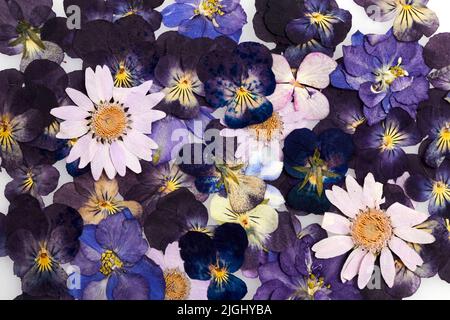Gepresstes getrocknetes Blumenmuster isoliert auf weißem Hintergrund Stockfoto