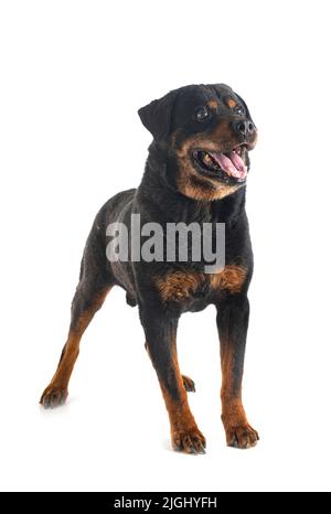 Reinrassige alte Rottweiler vierzehn Jahre vor weißem Hintergrund Stockfoto