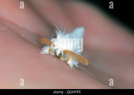Braunschwanzmotte, Braunschwanzmotte (Euproctis chrysorrhoe). Stockfoto
