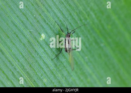 Blattlaus auf einem grünen Blatt. Stockfoto