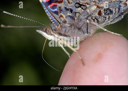 Roter Admiral (Vanessa atalanta, Pyramis atalanta) Extreme Vergrößerung - Schmetterlingskopf und Saugdüse, Porträt. Stockfoto