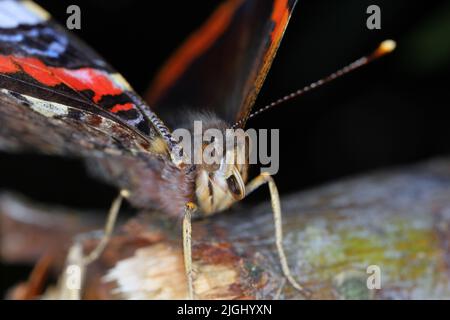 Roter Admiral (Vanessa atalanta, Pyramis atalanta) Extreme Vergrößerung - Schmetterlingskopf, Porträt. Stockfoto