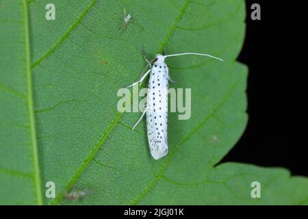 Birkenkirsche Ermine (Yponomeuta evonymella, Yponomeuta padi), auf einem Blatt, Polen. Stockfoto