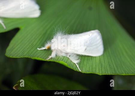Braunschwanzmotte, Braunschwanzmotte (Euproctis chrysorrhoe). Stockfoto