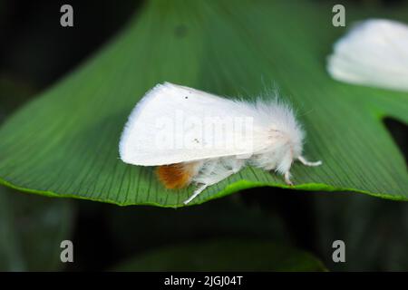 Braunschwanzmotte, Braunschwanzmotte (Euproctis chrysorrhoe). Stockfoto