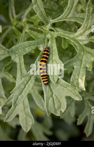 Die markante gelbe und schwarze Raupe der Cinnabar Moth (Tyria jacobaeae), die sich auf den Blütenköpfen von Ragwort ernährt Stockfoto