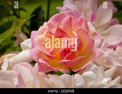 Eine wunderschöne rosa Rose in voller Blüte Stockfoto