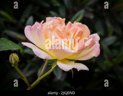 Eine wunderschöne rosa Rose in voller Blüte Stockfoto