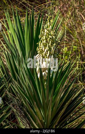 Weiße Blüten und Knospen der Yucca cernua Pflanze vernähen sich zwischen grünem Laub Stockfoto