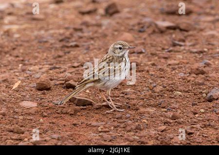 Berthelot-Pipit (Anthus berthelotii). Madeira, Portugal. Juli 2022. Stockfoto