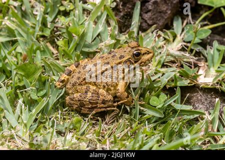 Perez-Frosch (Pelophylax perezi) auch bekannt als iberischer Wasserfrosch, iberischer Grüner Frosch oder Coruna-Frosch Stockfoto