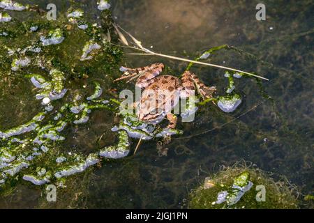 Perez-Frosch (Pelophylax perezi) auch bekannt als iberischer Wasserfrosch, iberischer Grüner Frosch oder Coruna-Frosch Stockfoto