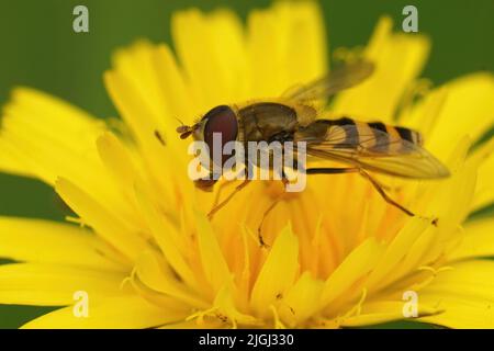 Nahaufnahme einer kleinen, gebänderten Schwebfliege, Syrphus ribesii, die auf einem gelben Hawksbeard sitzt, blüht Crepis biennis im Garten Stockfoto