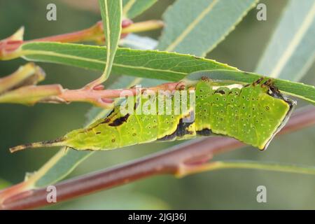 Nahaufnahme der smaragdgrünen Raupe des Pappelkätzchens, Furcula bifida frisst Salix purpurea Blätter im Garten Stockfoto