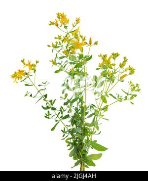 Hypericum perforatum Busch mit gelben Blüten, isoliert auf weißem Hintergrund. Johanniskraut. Kräutermedizin. Beschneidungspfad Stockfoto