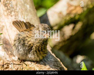 Ein Dunnock, der in der Sommersonne mitten in Wales auf der Nahrungssuche ist Stockfoto